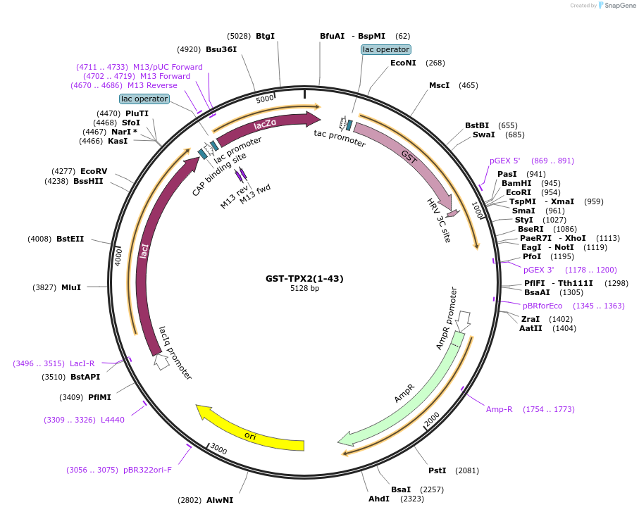 69107-plasmid-map-sequence-id-122255