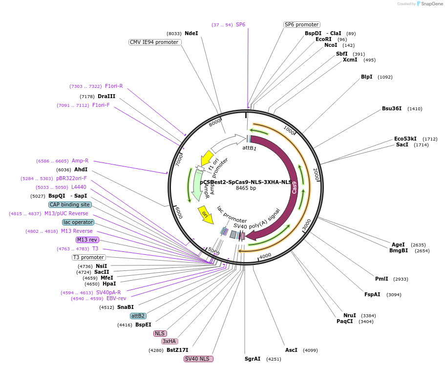 69220-plasmid-map-sequence-id-122268
