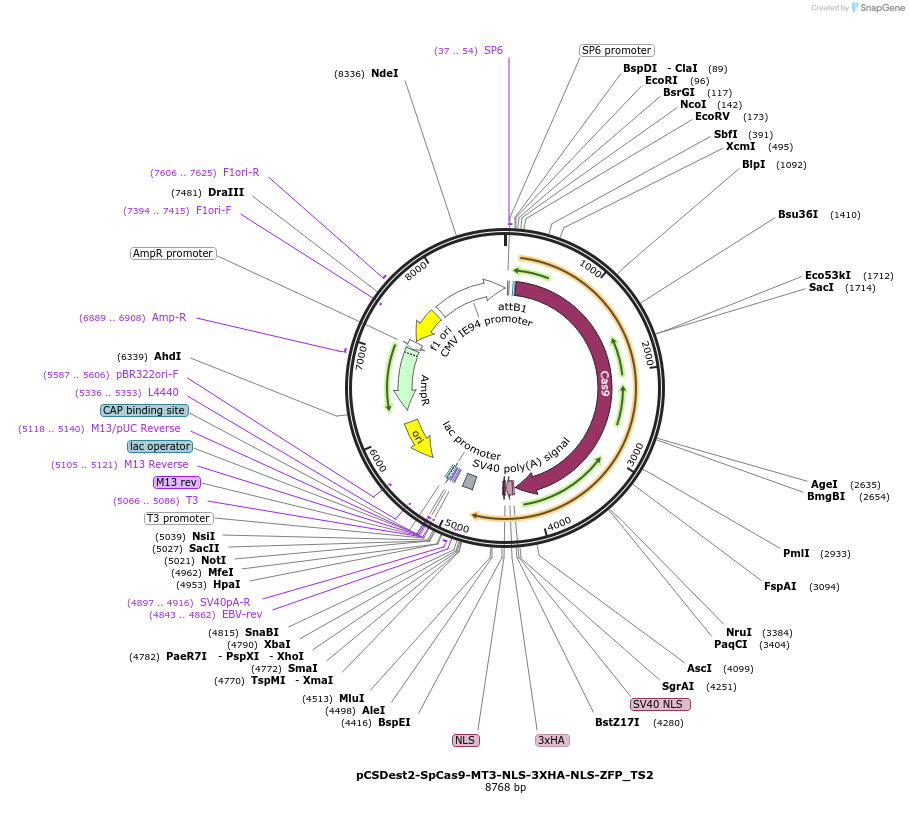 69228-plasmid-map-sequence-id-122305