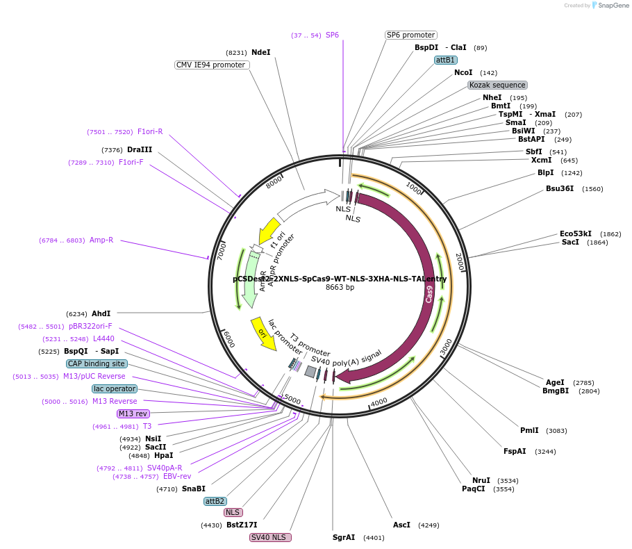 69232-plasmid-map-sequence-id-122311