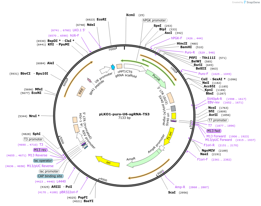 69235-plasmid-map-sequence-id-122316