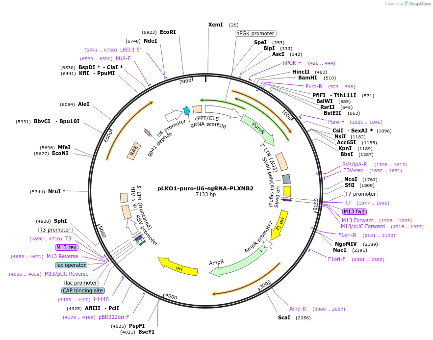 69240-plasmid-map-sequence-id-122326