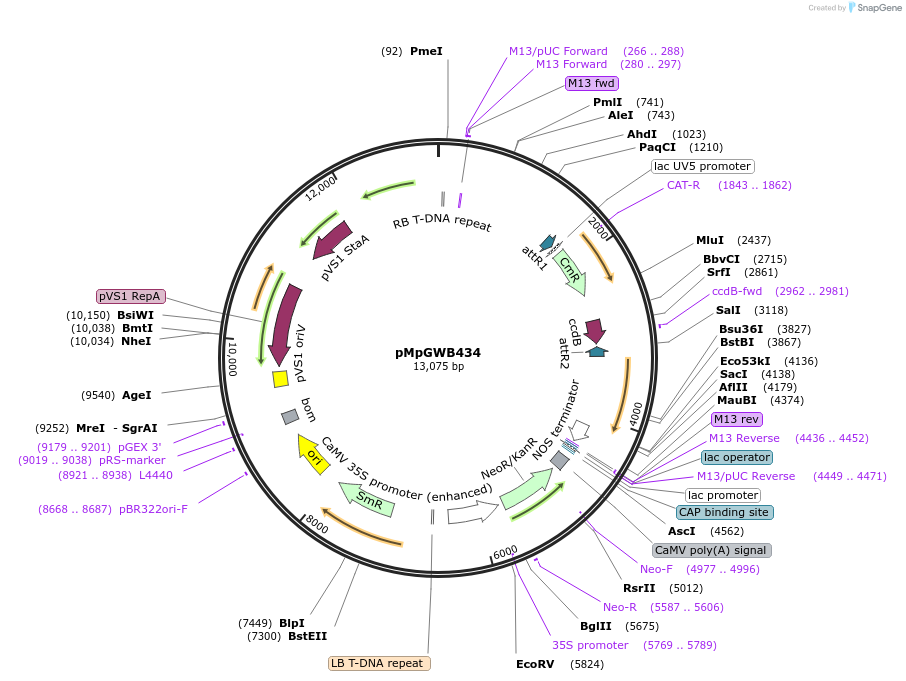 68699-plasmid-map-sequence-id-122368