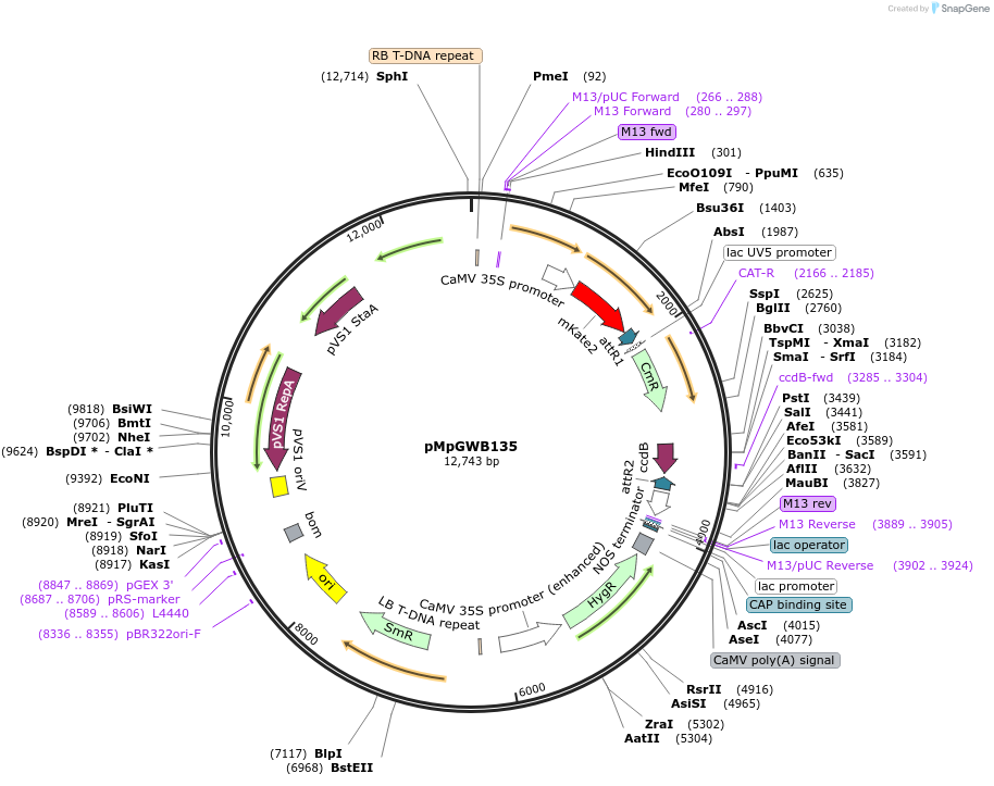 68589-plasmid-map-sequence-id-122369