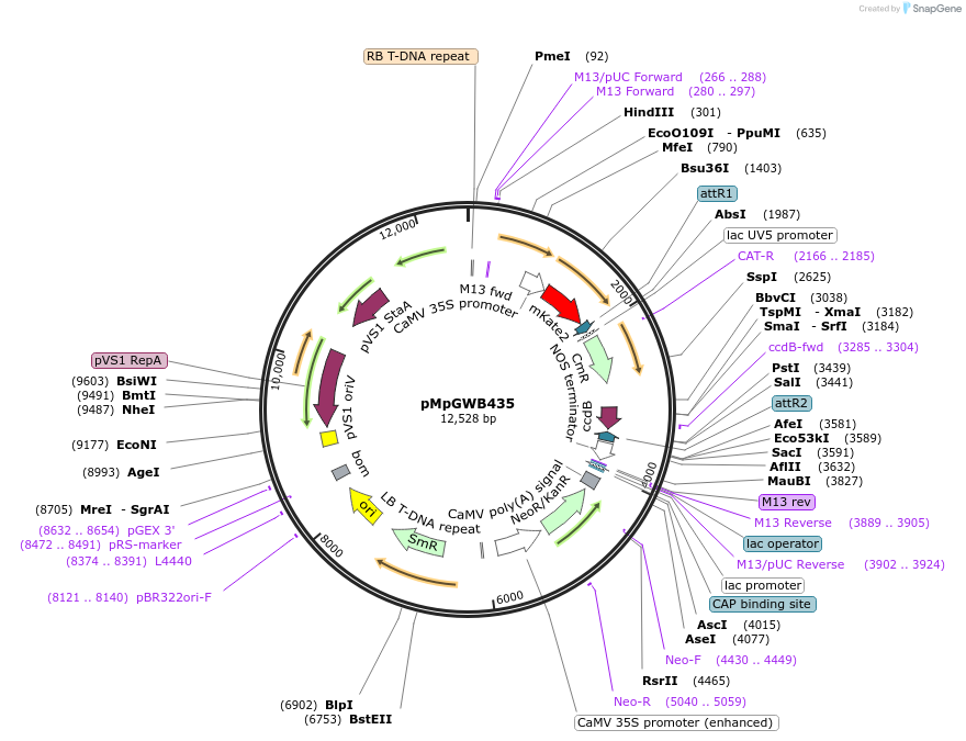 68700-plasmid-map-sequence-id-122372