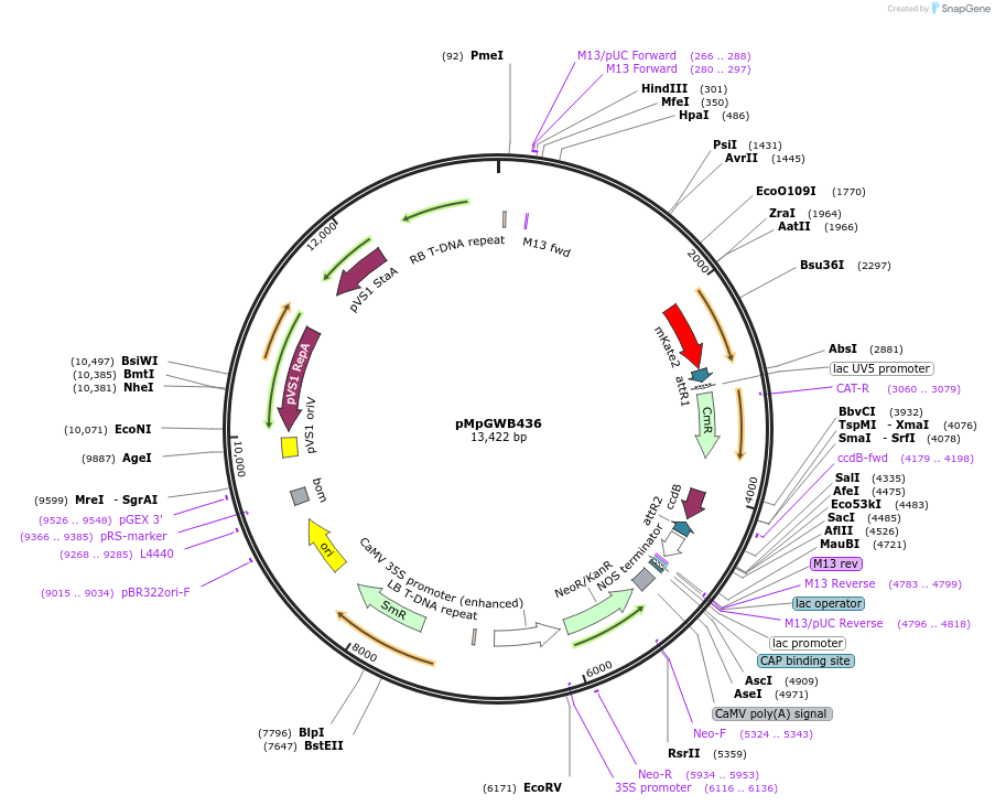 68701-plasmid-map-sequence-id-122376