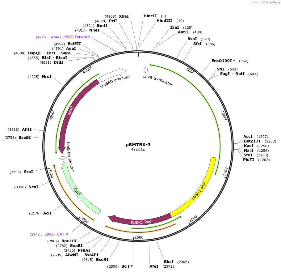 26074-plasmid-map-sequence-id-12238