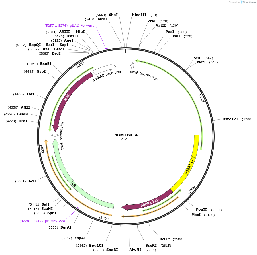 26075-plasmid-map-sequence-id-12239