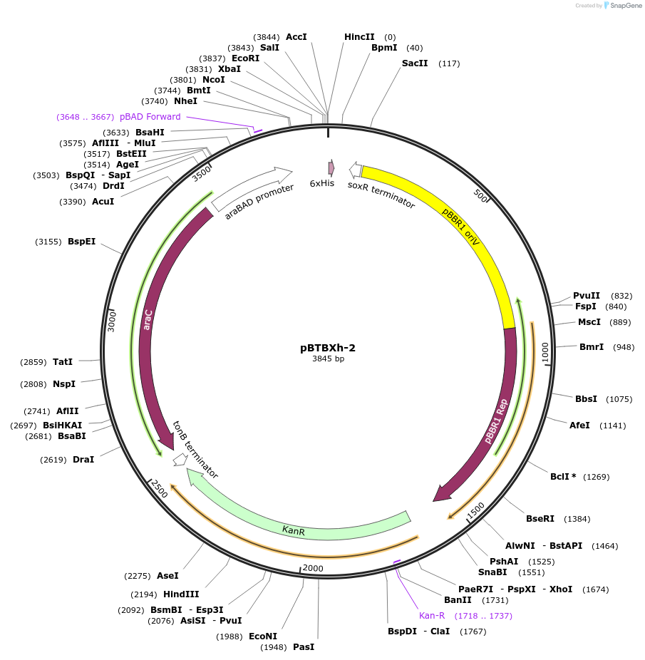 26078-plasmid-map-sequence-id-12242