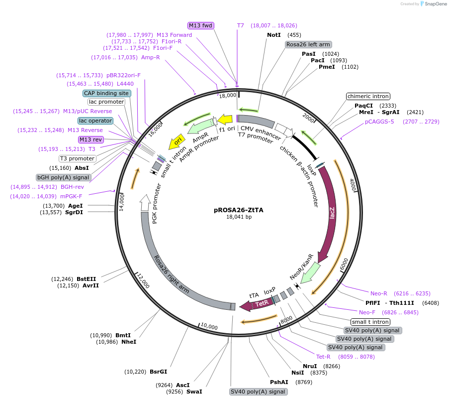 26082-plasmid-map-sequence-id-12246