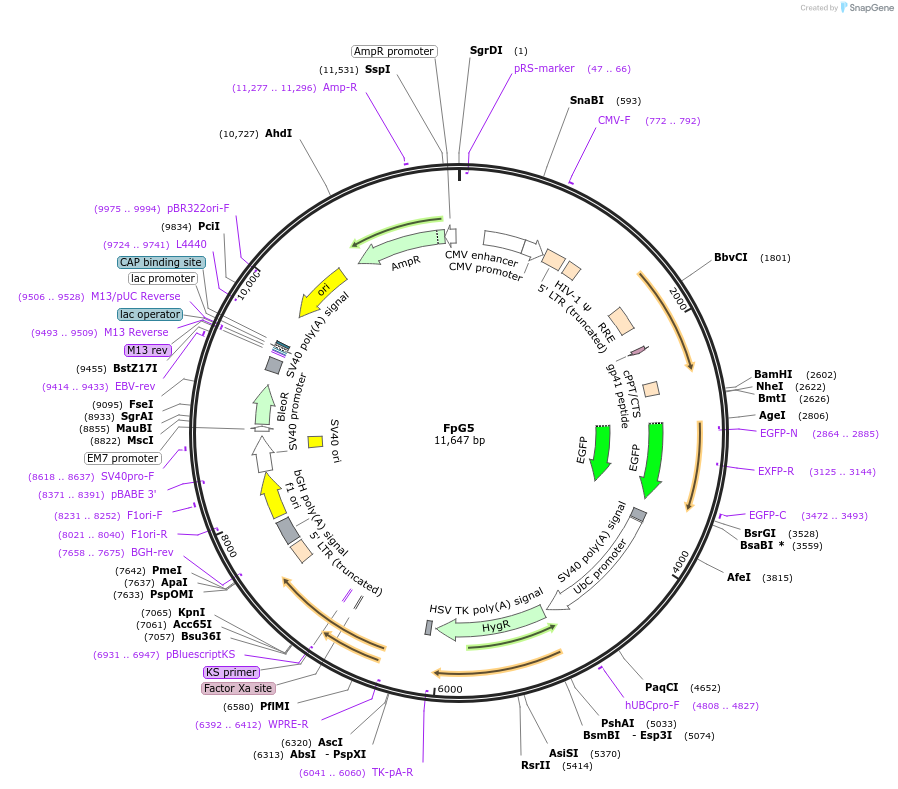 69443-plasmid-map-sequence-id-122529