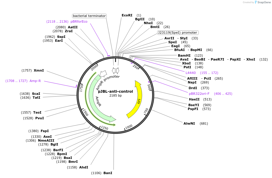 69464-plasmid-map-sequence-id-122574