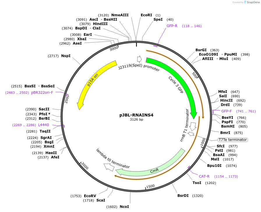 69456-plasmid-map-sequence-id-122578