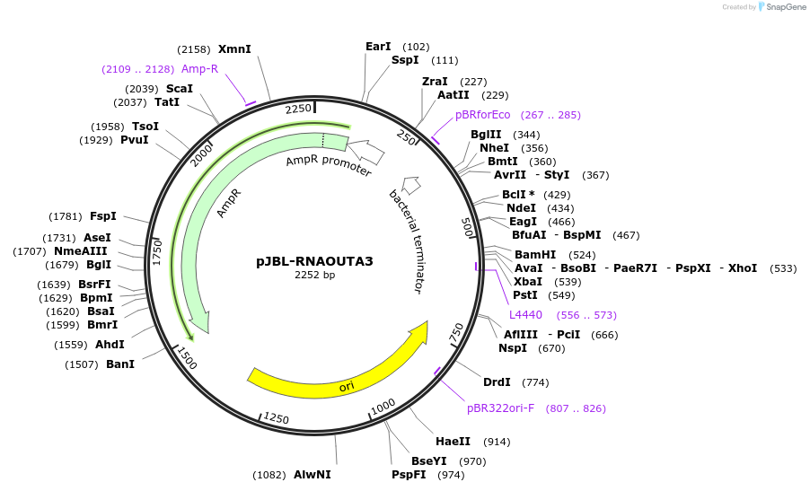 69457-plasmid-map-sequence-id-122585