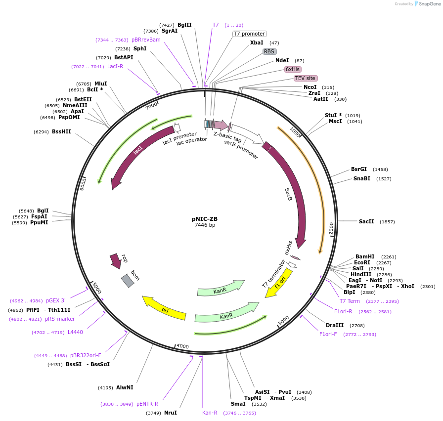 26107-plasmid-map-sequence-id-12259