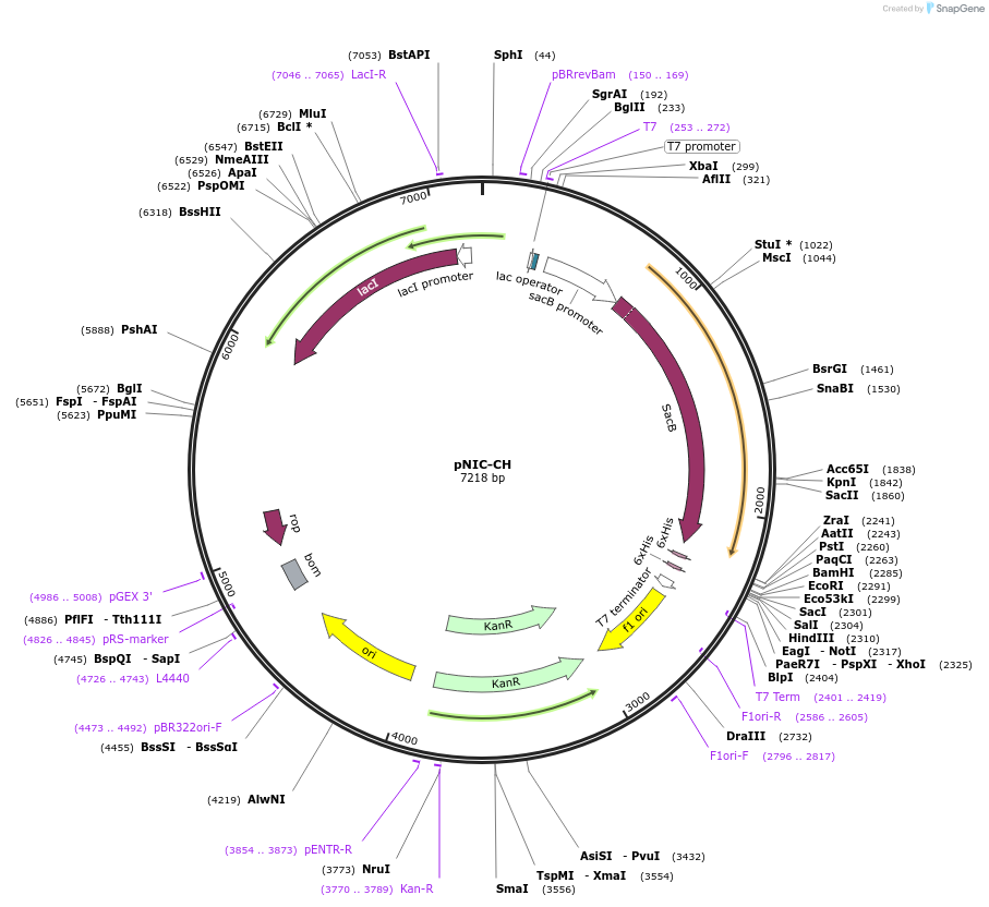 26117-plasmid-map-sequence-id-12262