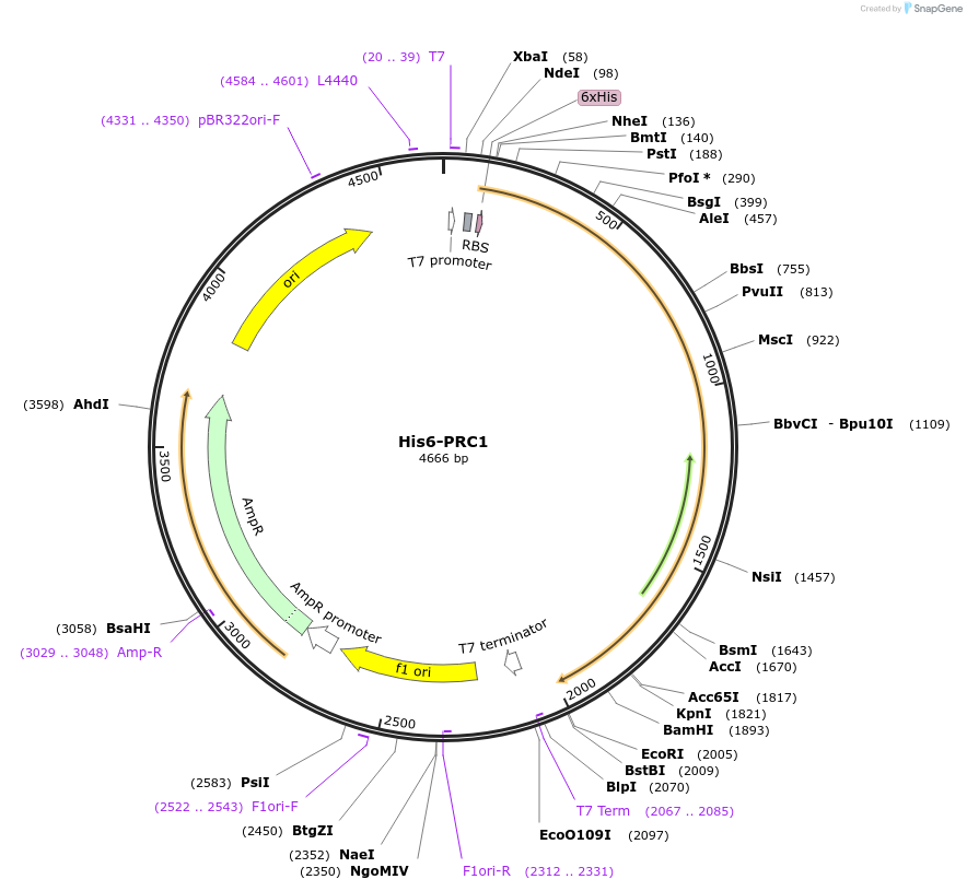 69111-plasmid-map-sequence-id-122621