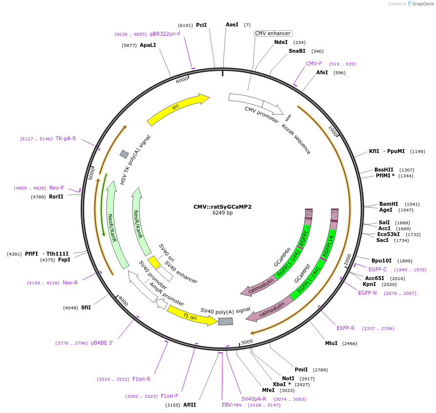 26124-plasmid-map-sequence-id-12265