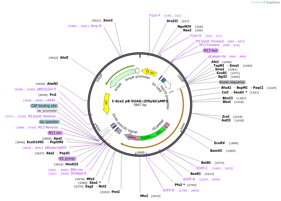 26125-plasmid-map-sequence-id-12266