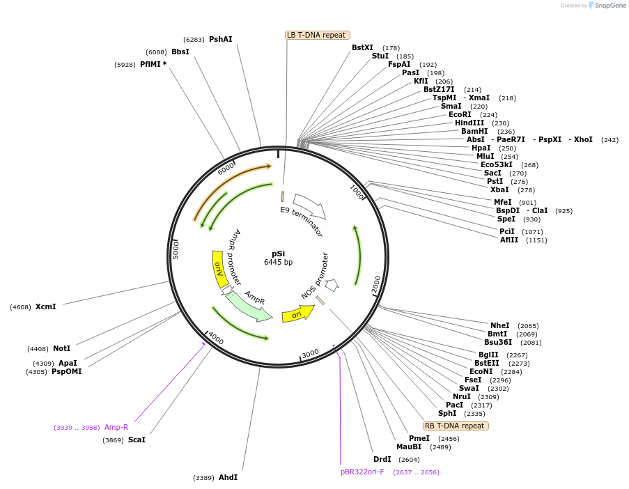 67884-plasmid-map-sequence-id-122696