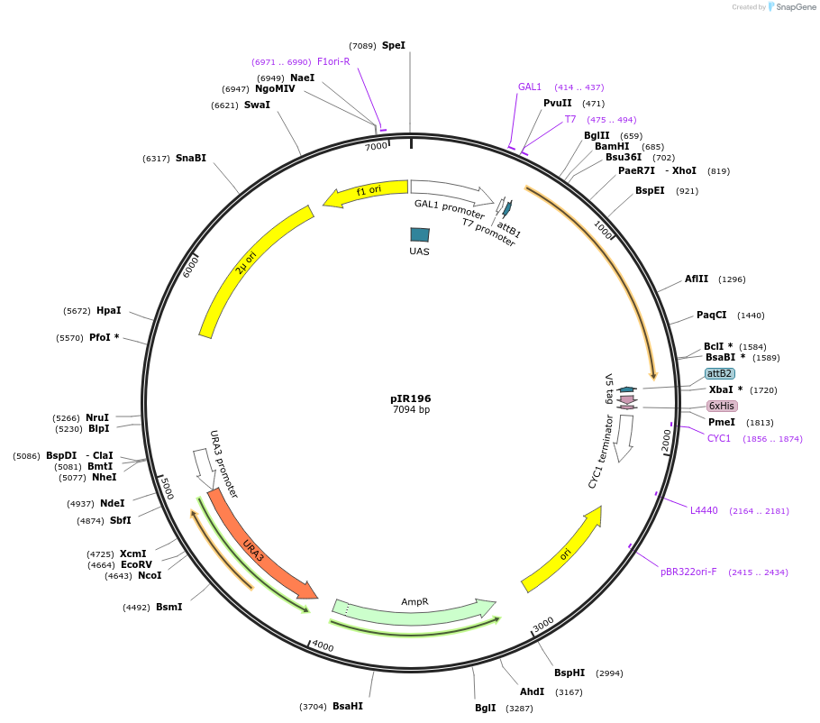 64811-plasmid-map-sequence-id-122730