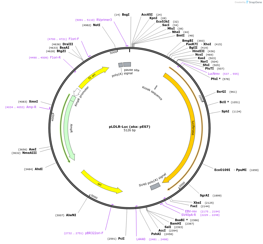 14940-plasmid-map-sequence-id-122748