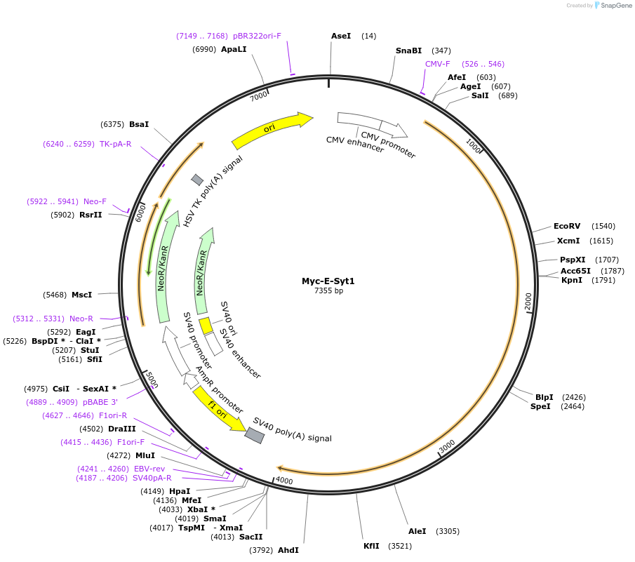 66833-plasmid-map-sequence-id-122784