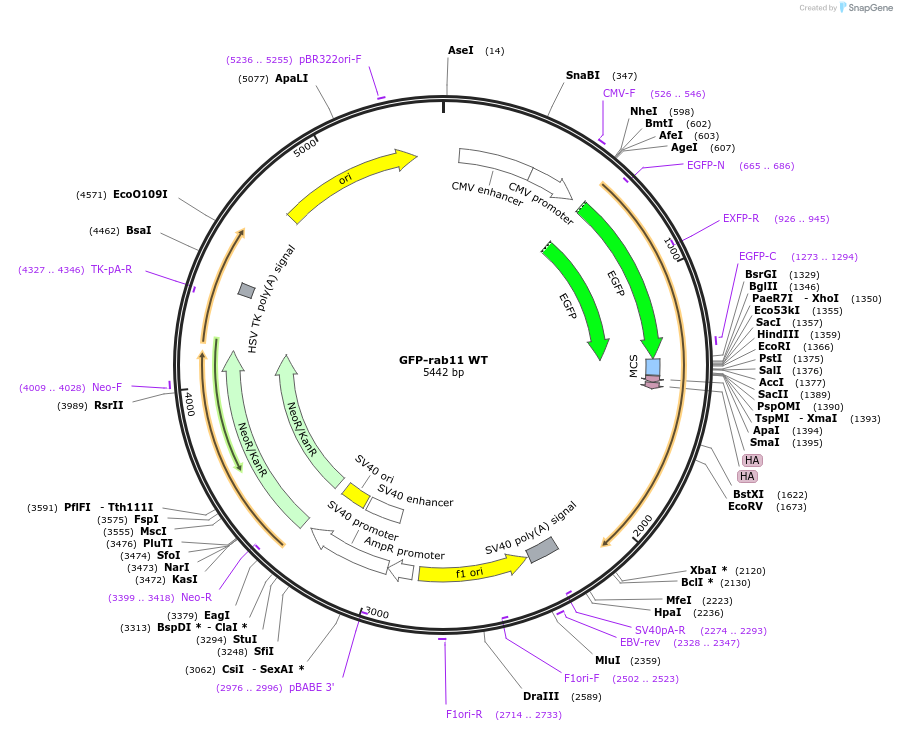 12674-plasmid-map-sequence-id-122788