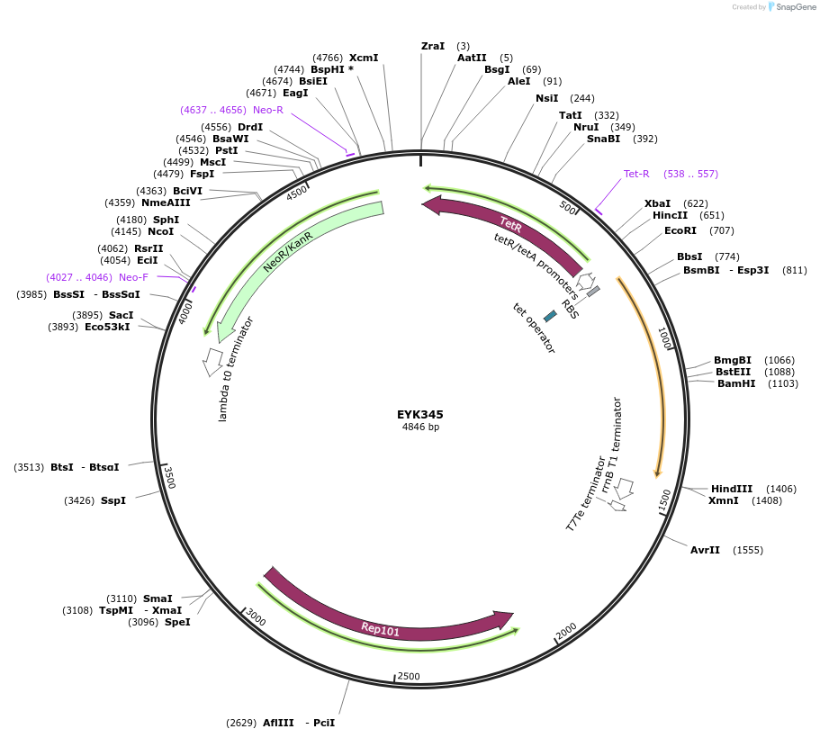 69513-plasmid-map-sequence-id-122793