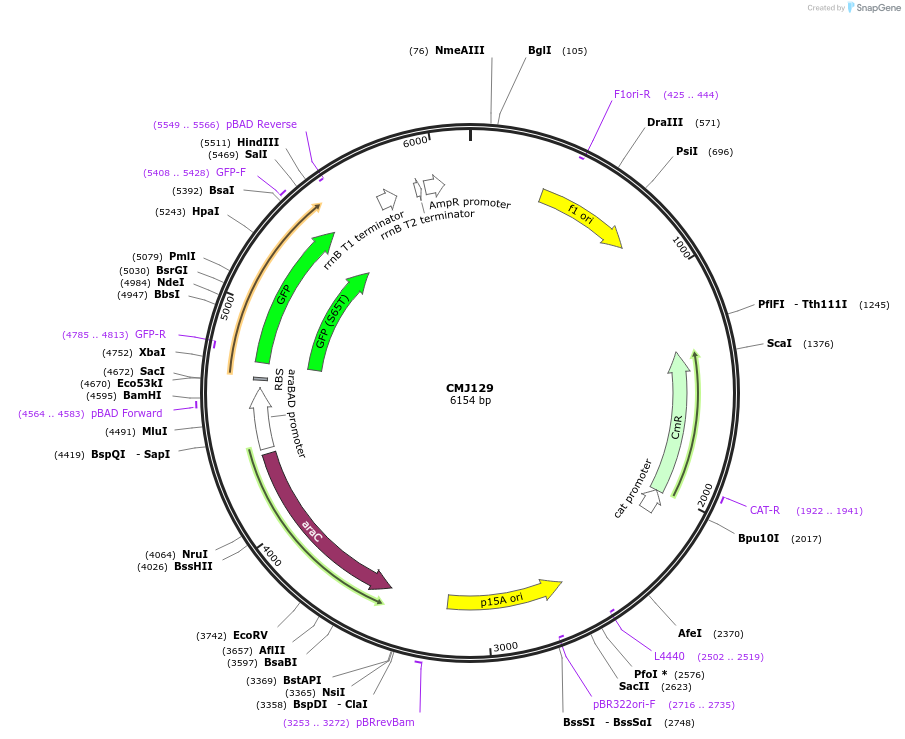 69518-plasmid-map-sequence-id-122798
