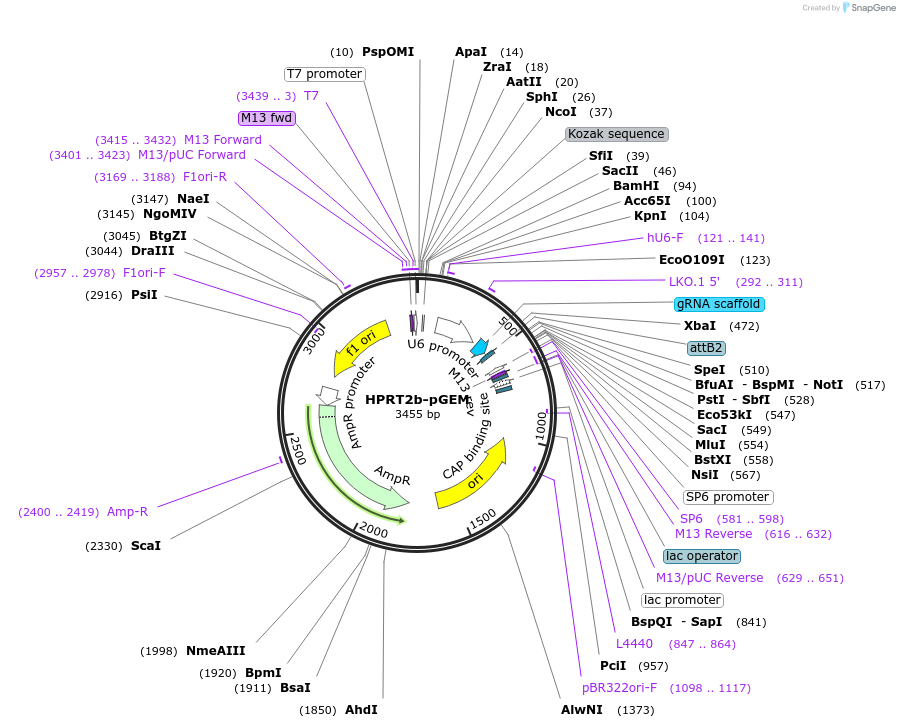 69539-plasmid-map-sequence-id-122865