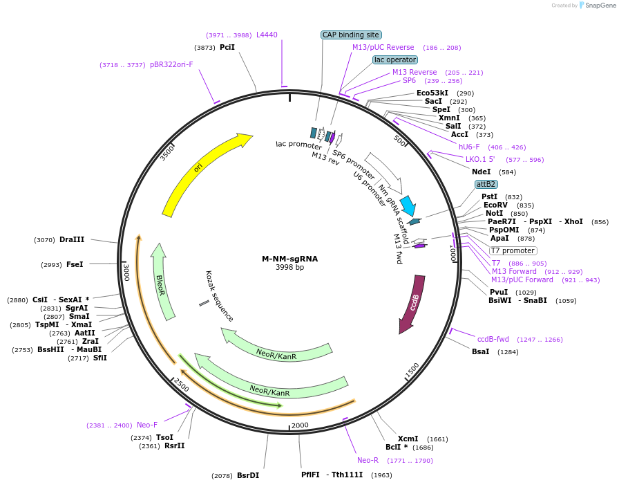 48673-plasmid-map-sequence-id-122901