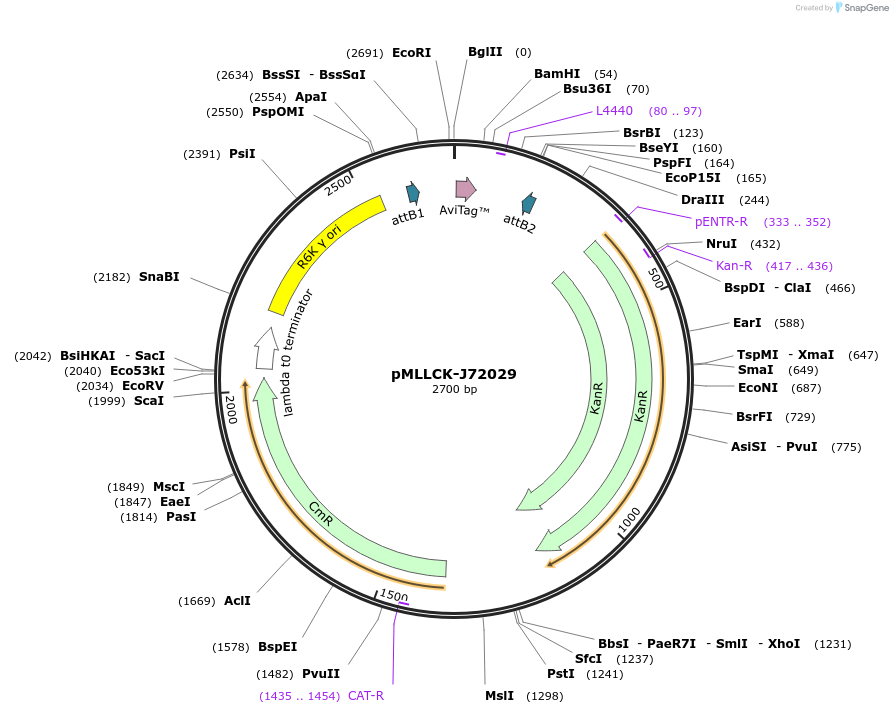 26171-plasmid-map-sequence-id-12292