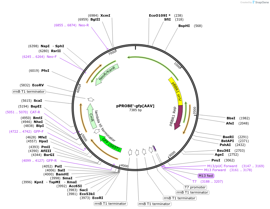 40169-plasmid-map-sequence-id-122947