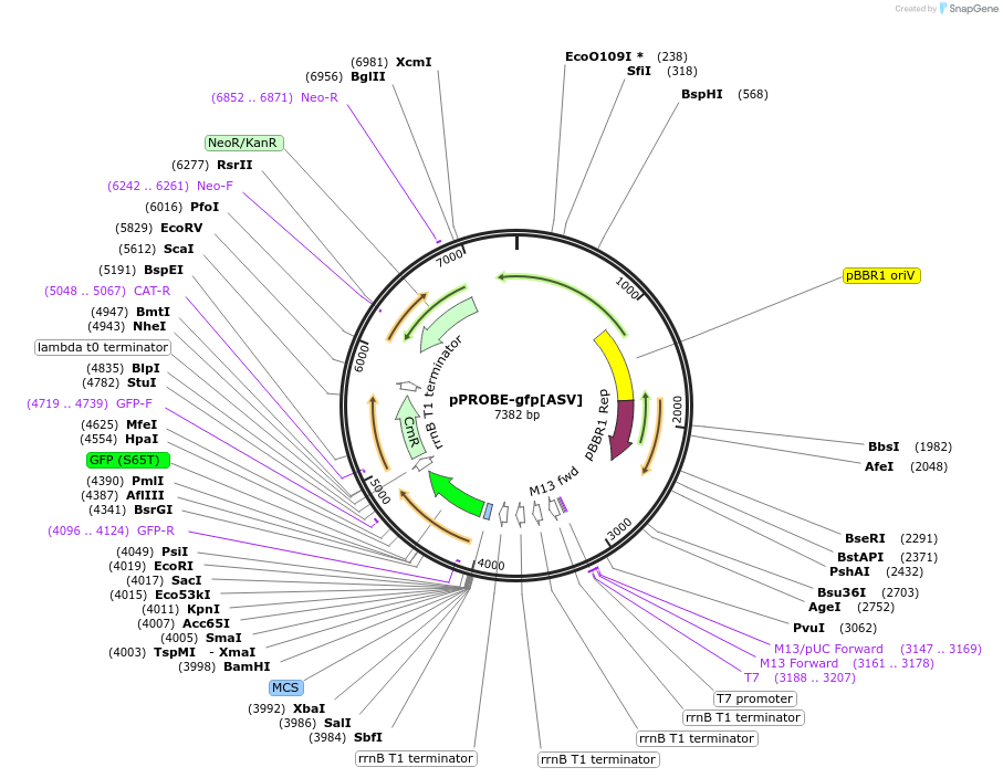 40166-plasmid-map-sequence-id-122948