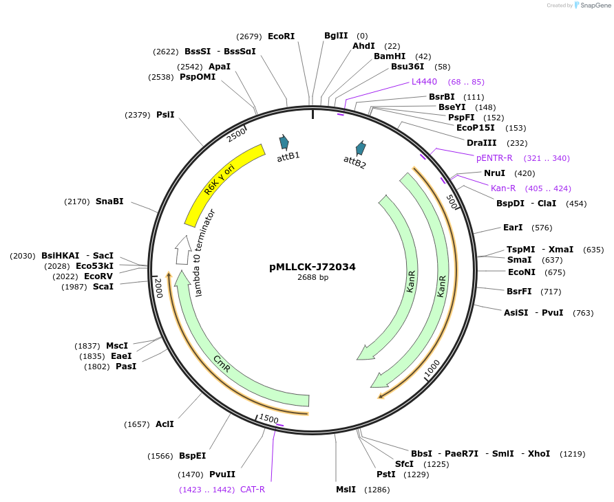 26179-plasmid-map-sequence-id-12300