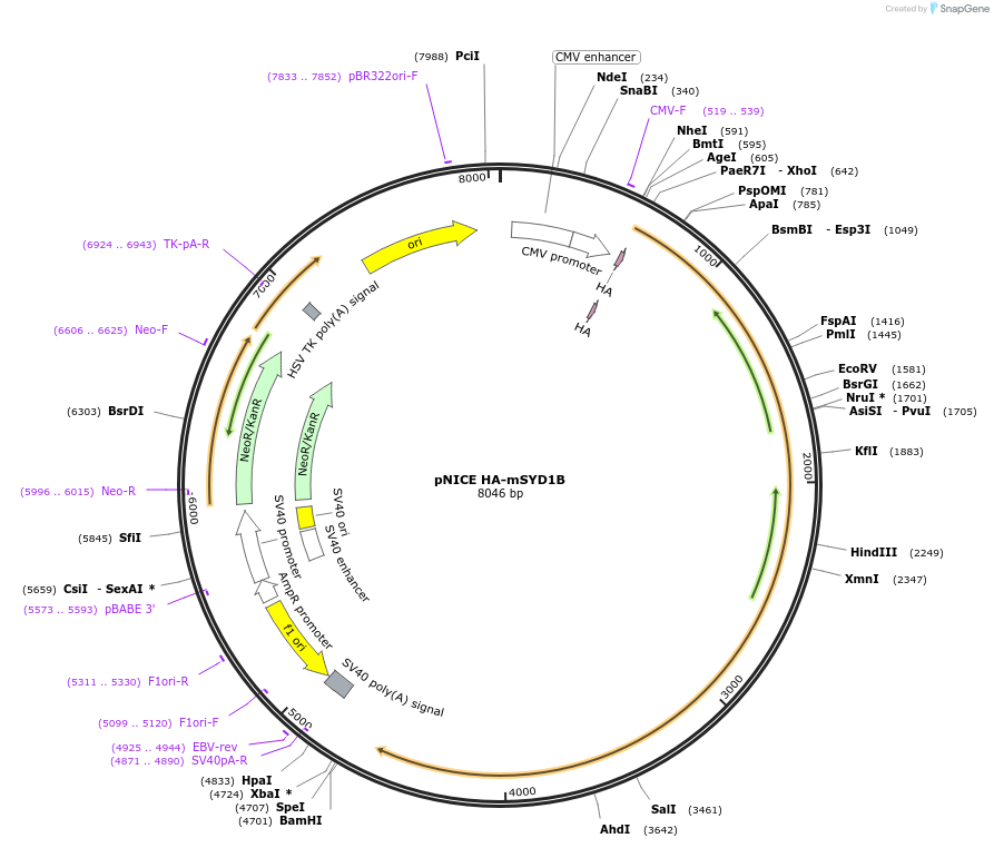 59362-plasmid-map-sequence-id-123002
