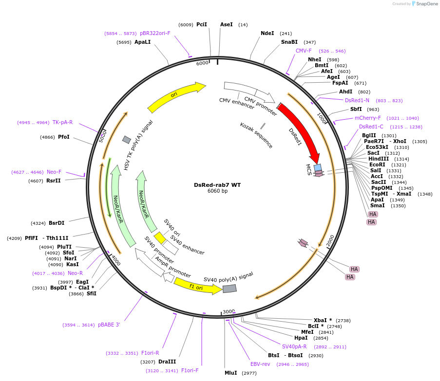 12661-plasmid-map-sequence-id-123024