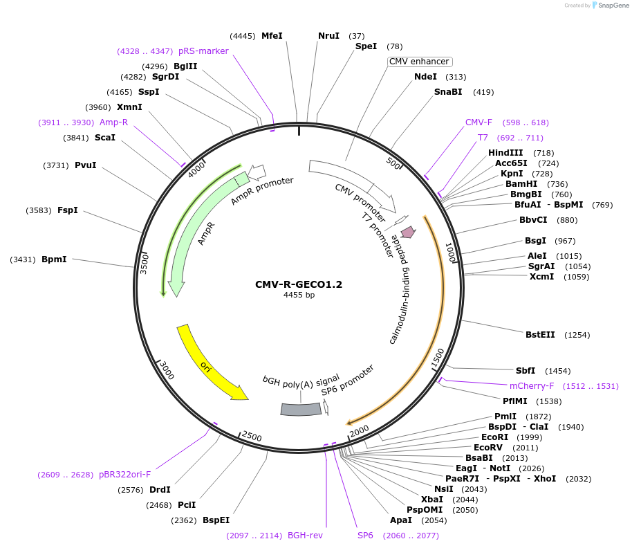 45494-plasmid-map-sequence-id-123029