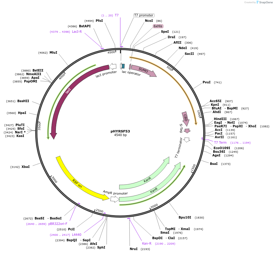 64696-plasmid-map-sequence-id-123043