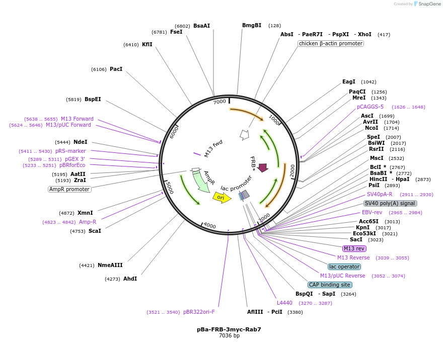 64210-plasmid-map-sequence-id-123051