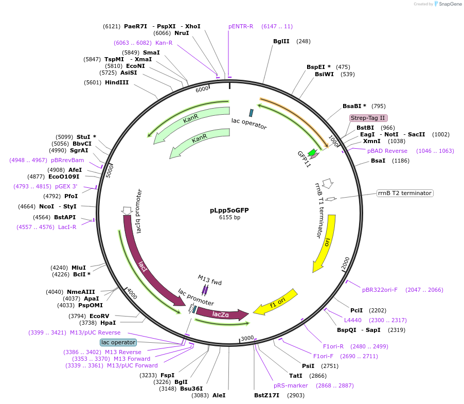 69345-plasmid-map-sequence-id-123074