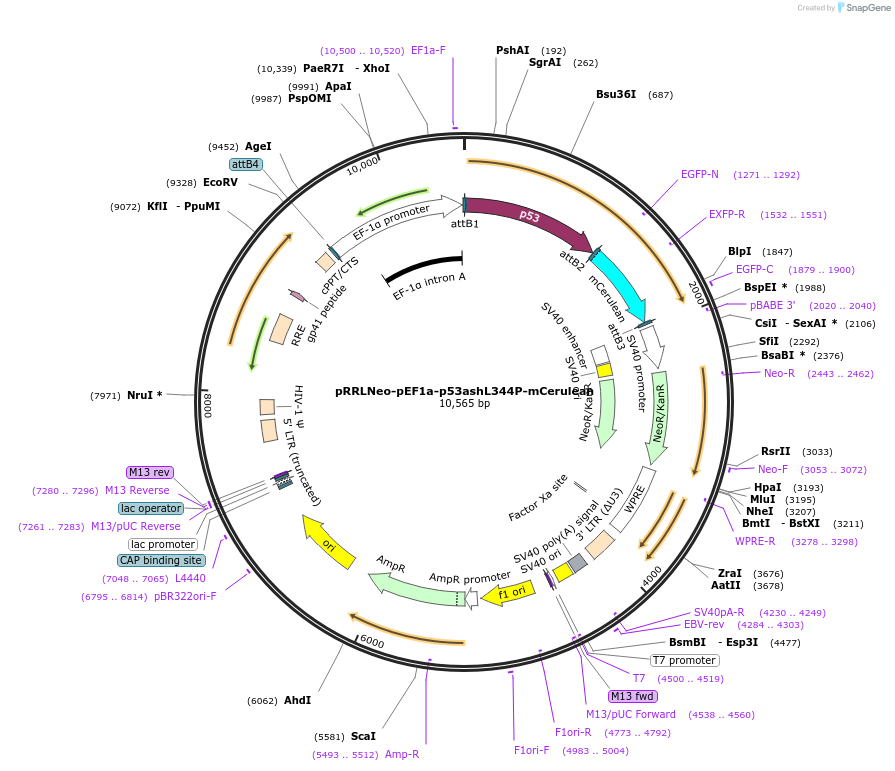 69581-plasmid-map-sequence-id-123106
