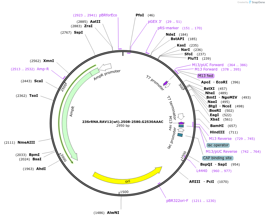 26190-plasmid-map-sequence-id-12311