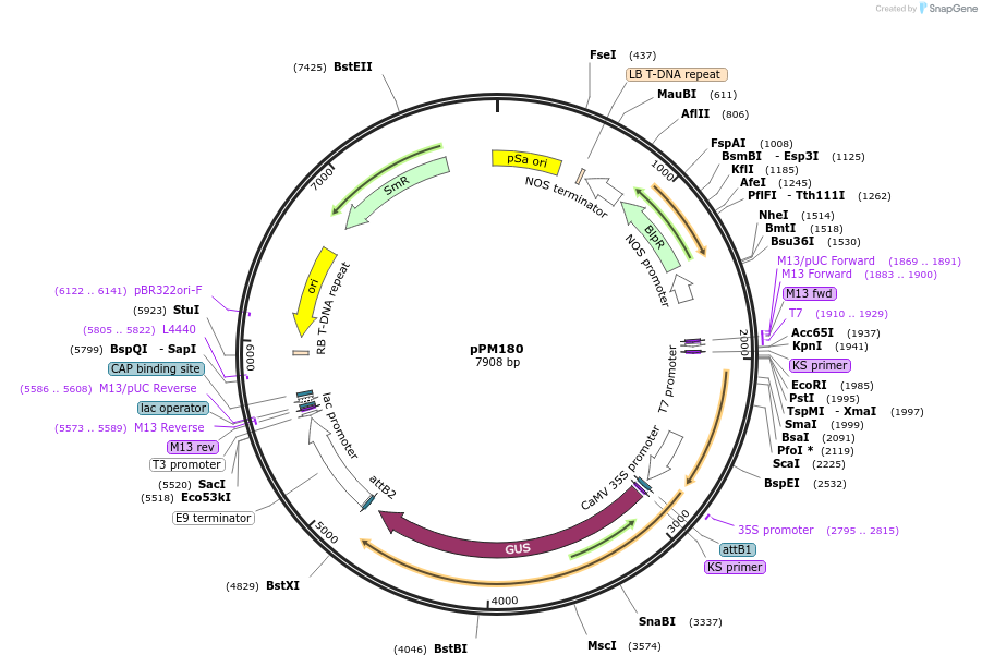 64822-plasmid-map-sequence-id-123124