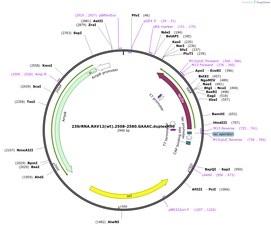 26192-plasmid-map-sequence-id-12313