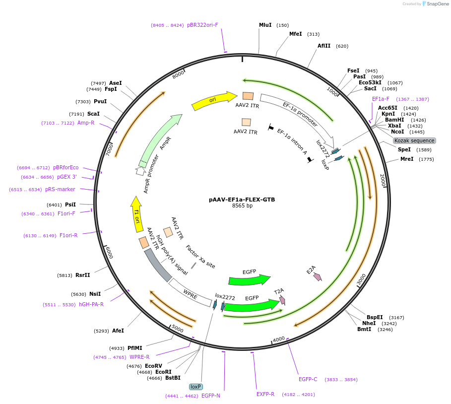 26197-plasmid-map-sequence-id-12315