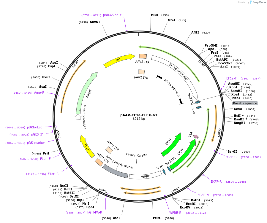 26198-plasmid-map-sequence-id-12316