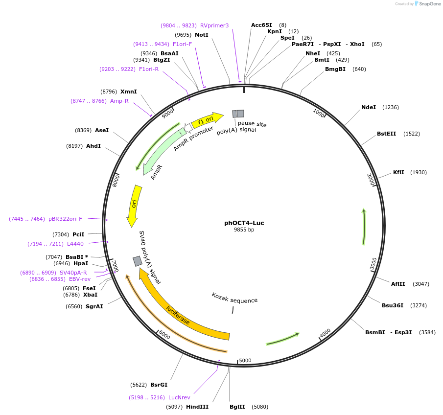 17221-plasmid-map-sequence-id-123160