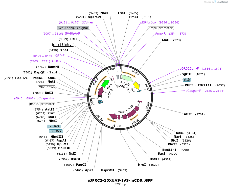 26214-plasmid-map-sequence-id-12318